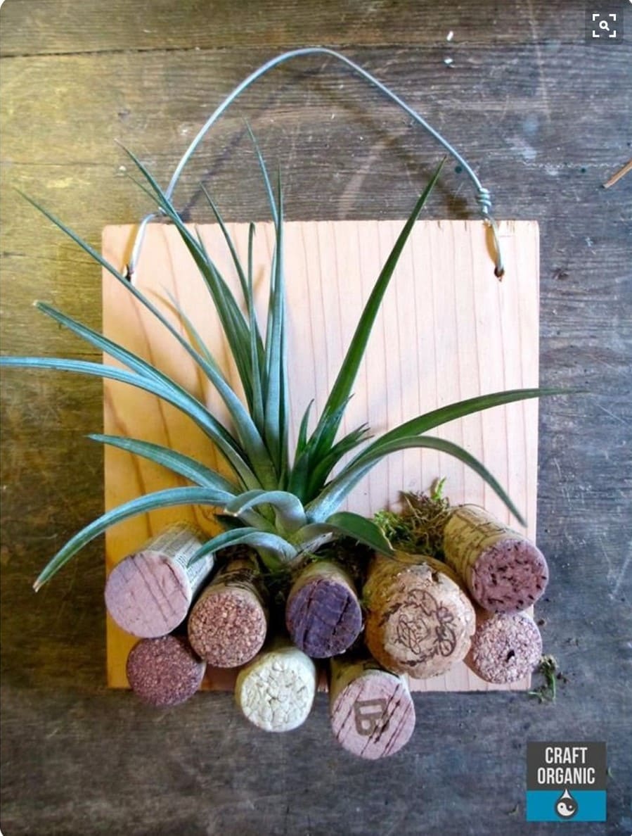 Wine Cork Wall Mount Air Plant Holder