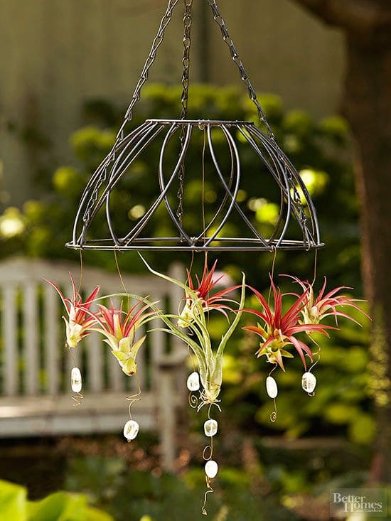 Wire Basket Air Plant Chandelier