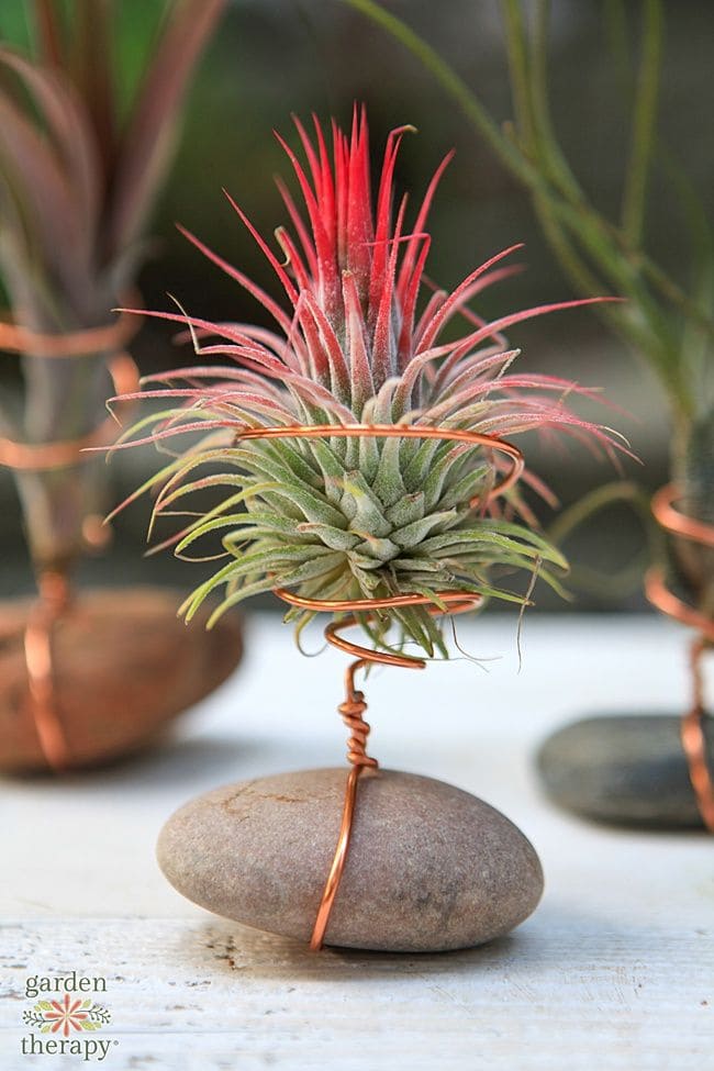 Wire-Wrapped Stone Air Plant Holder