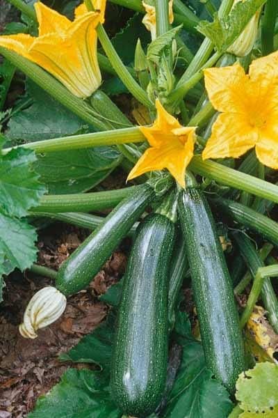 10 Best Plants to Grow in July for a Late-Season Harvest