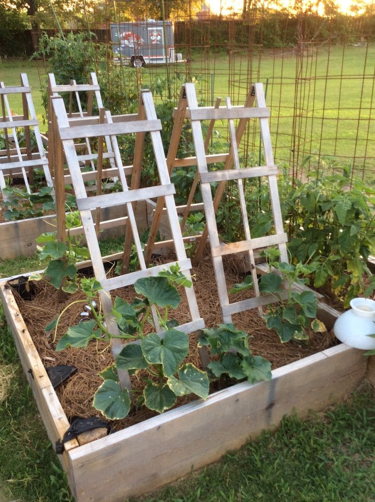 15 Watermelon Trellis Ideas to Save Space and Grow Bigger Harvests