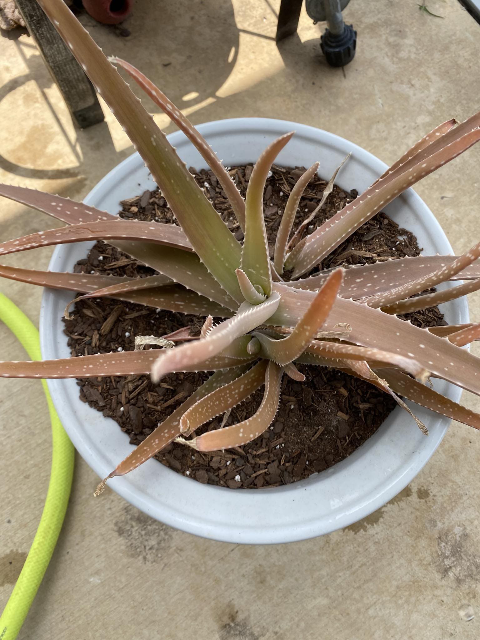 9 Steps to Make Your Aloe Vera Lush and Bushy