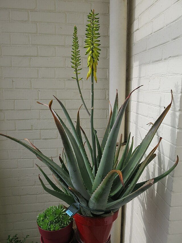 10 Succulents That Beautifully Bloom in Shade