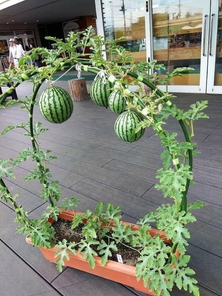 Archway Watermelon Trellis