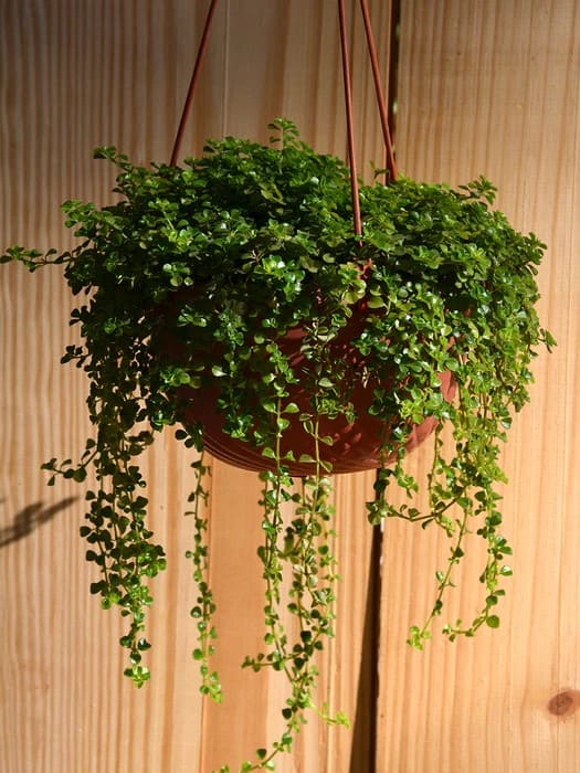 10 Beautiful Round-Leaf Houseplants to Brighten Your Home