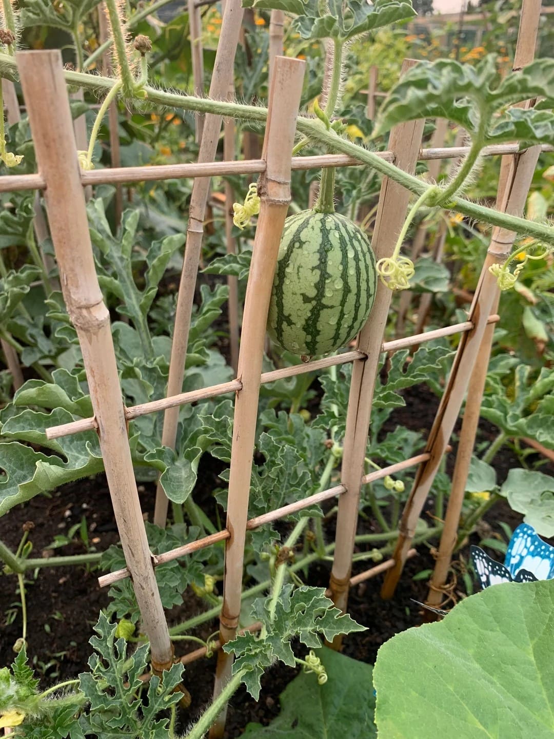 Bamboo Ladder Watermelon Trellis