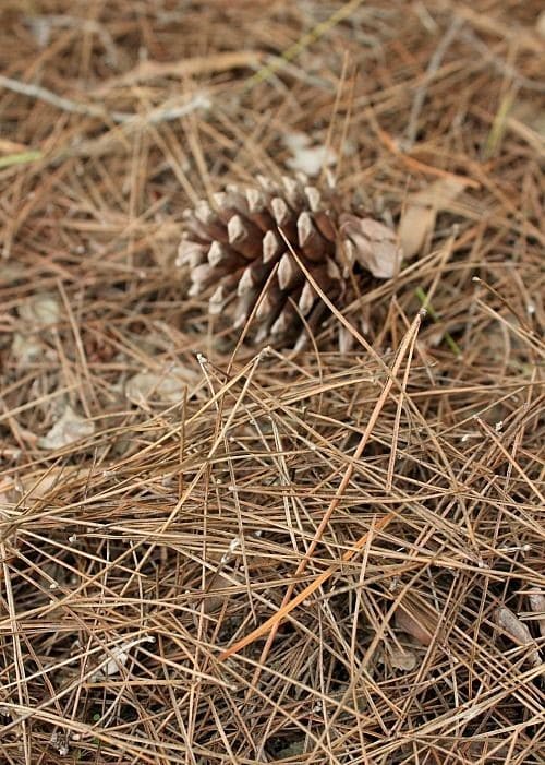 Why Pine Needles Are the Best Mulch for Blueberries