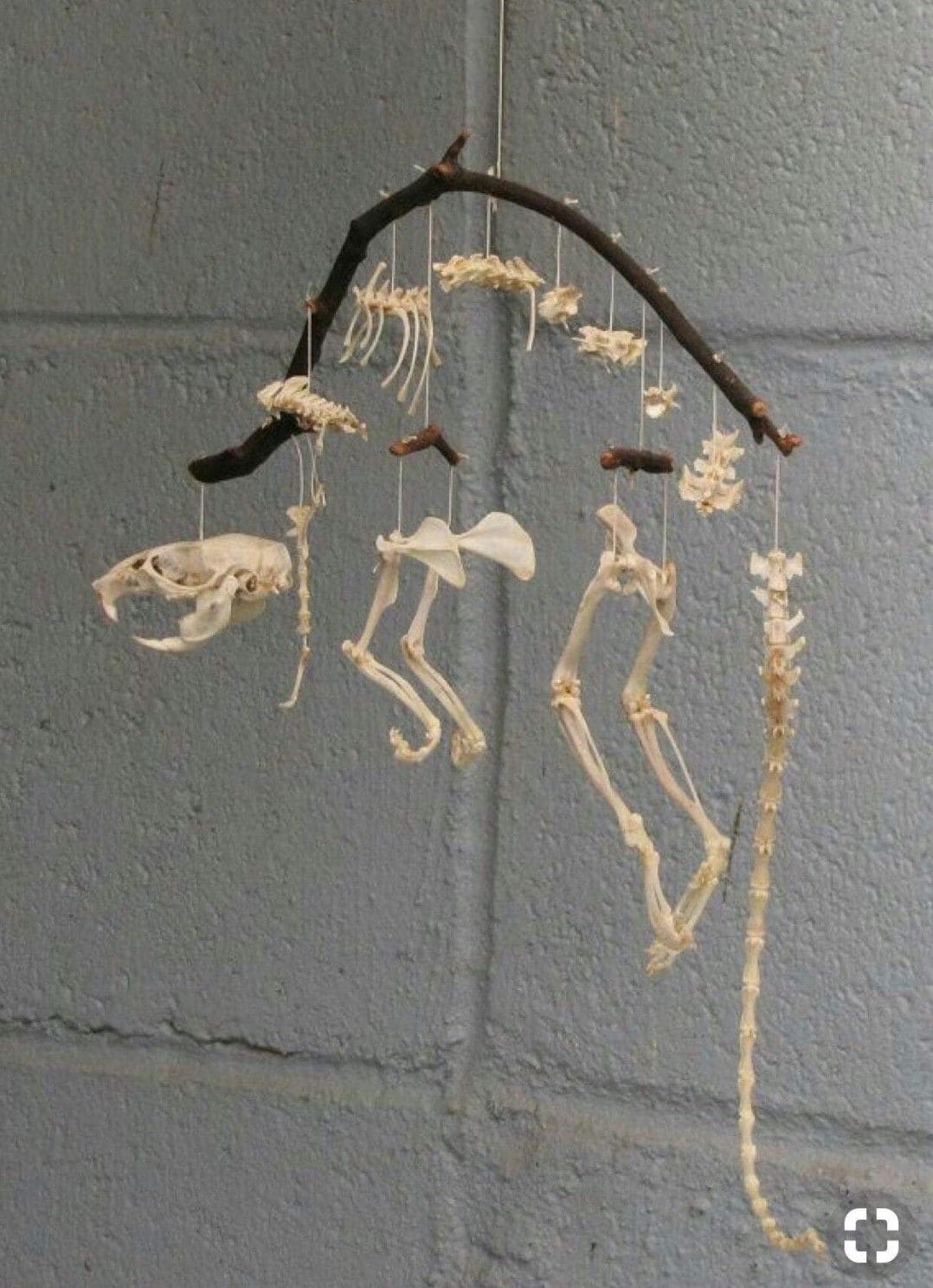 Bone Collectors Wind Chime