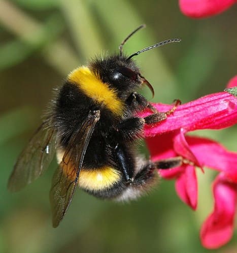 How to Build a Bumblebee Nest in Your Garden