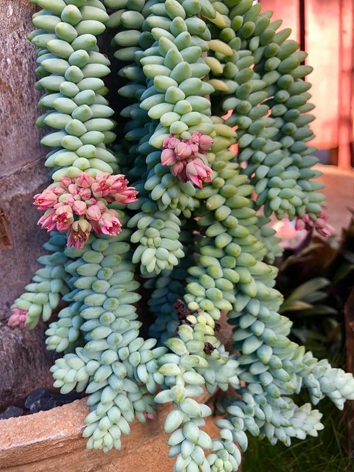 10 Succulents That Beautifully Bloom in Shade
