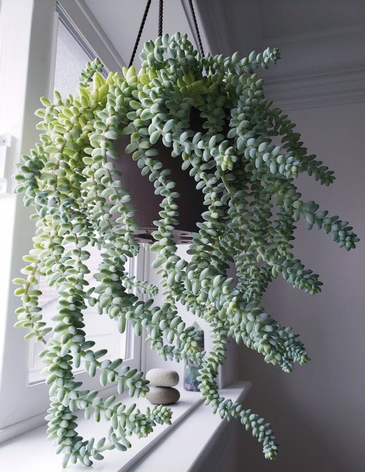 Burros Tail