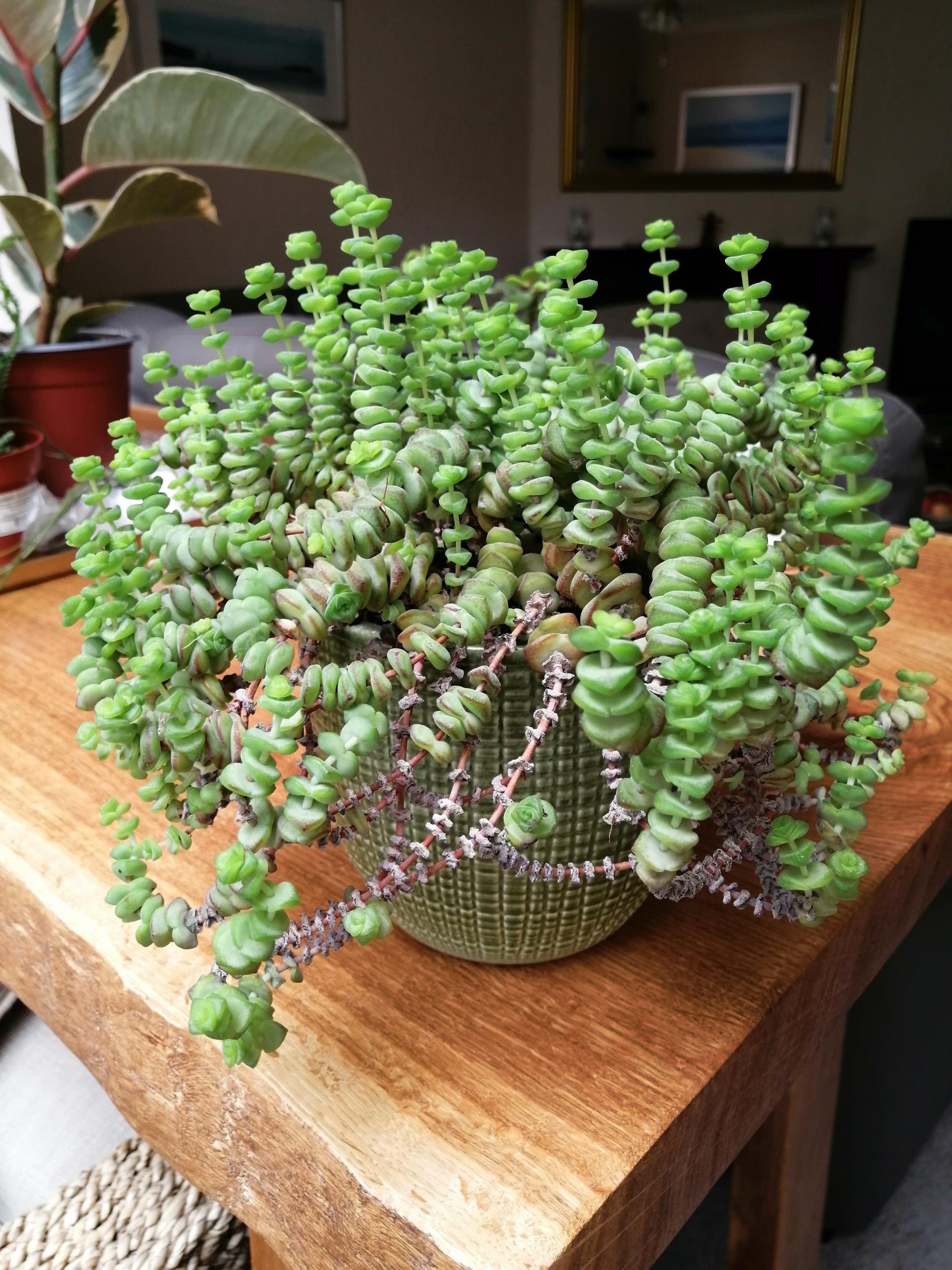 10 Beautiful Round-Leaf Houseplants to Brighten Your Home