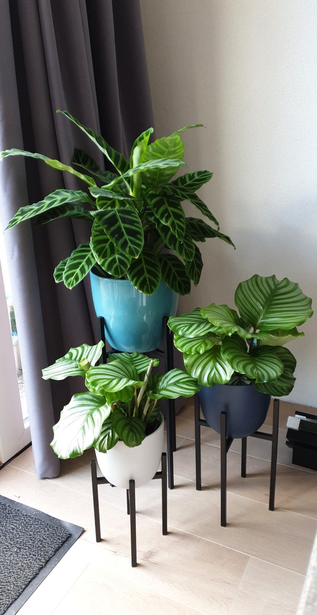 10 Indoor Plants You Should Never Grow in Front of Windows