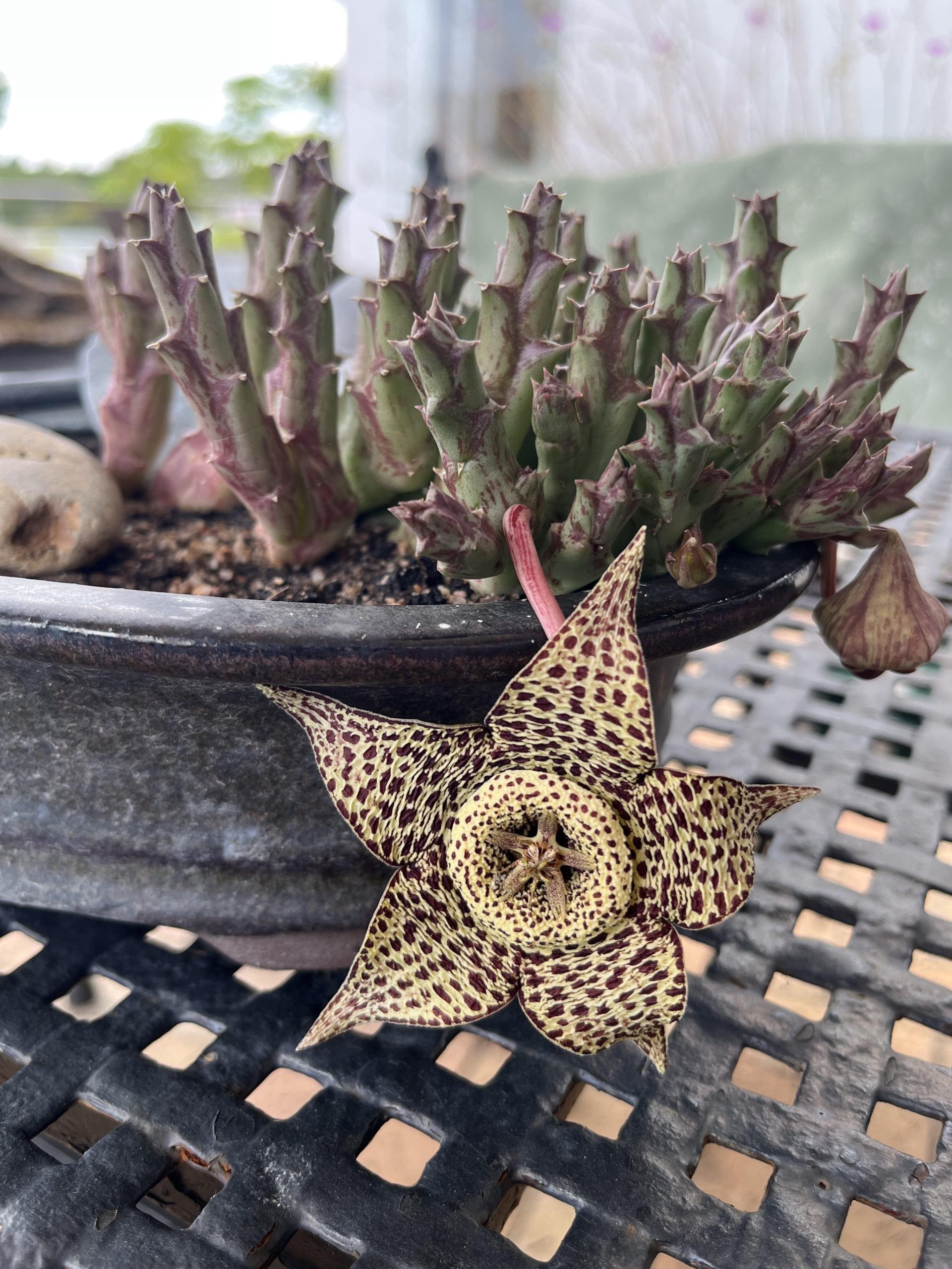 10 Succulent Plants With Star-Shaped Flowers