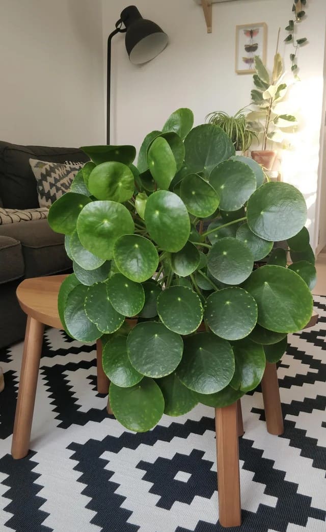 10 Beautiful Round-Leaf Houseplants to Brighten Your Home