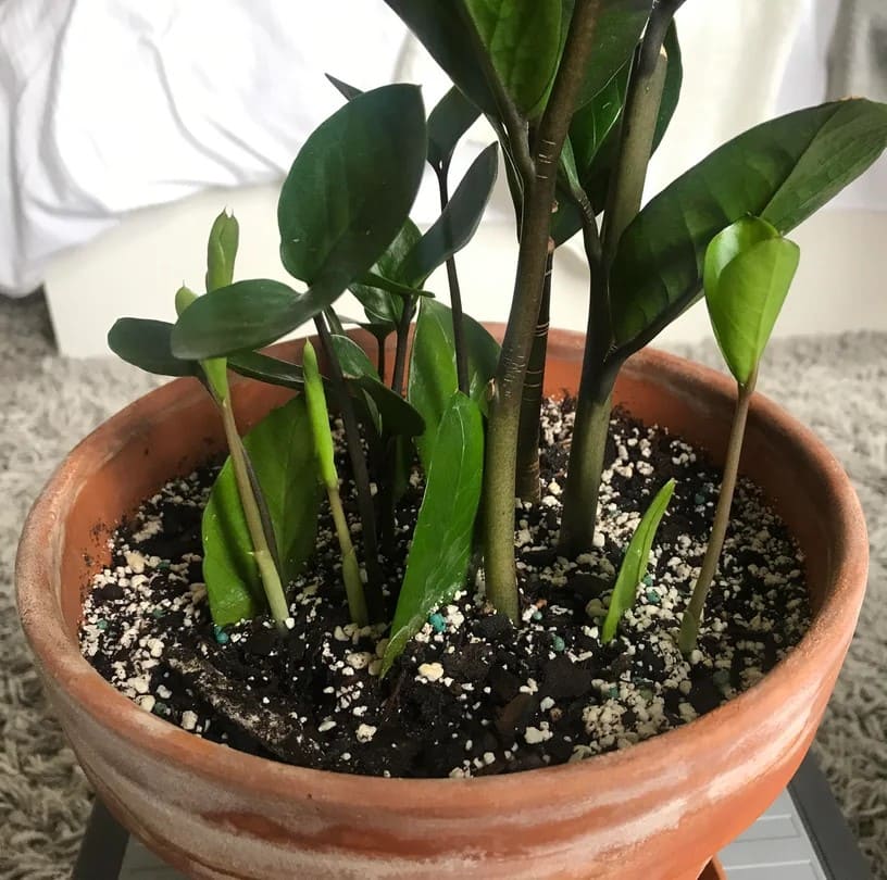 7 Tips to Make Your ZZ Plant Multiply in the Same Pot