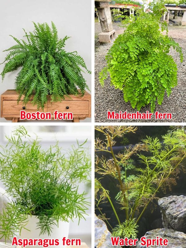 A Simple Guide to Growing Ferns in Water