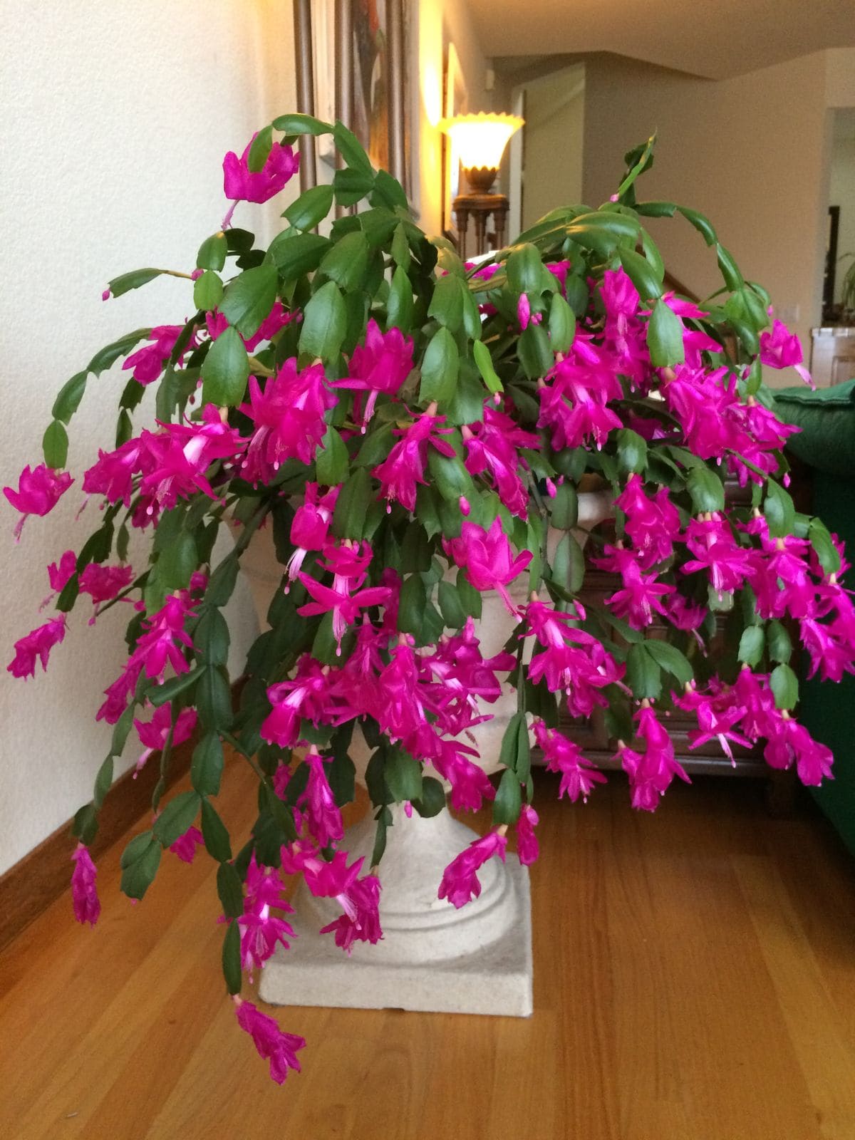 10 Succulents That Beautifully Bloom in Shade