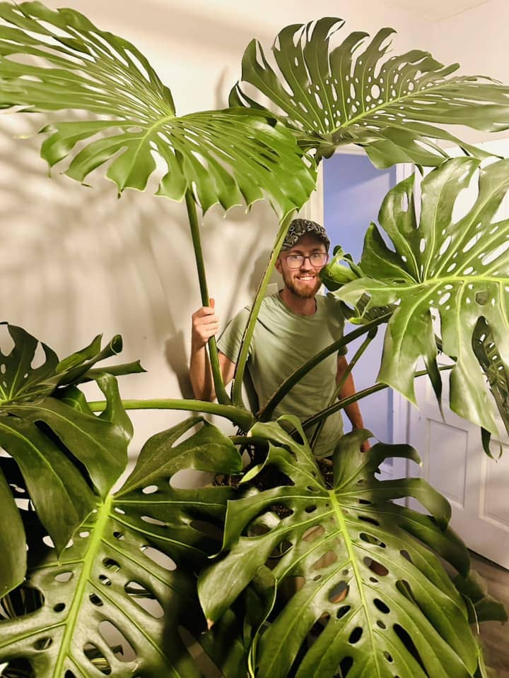 10 Soil Secrets for Growing Monstera With The Biggest Leaves