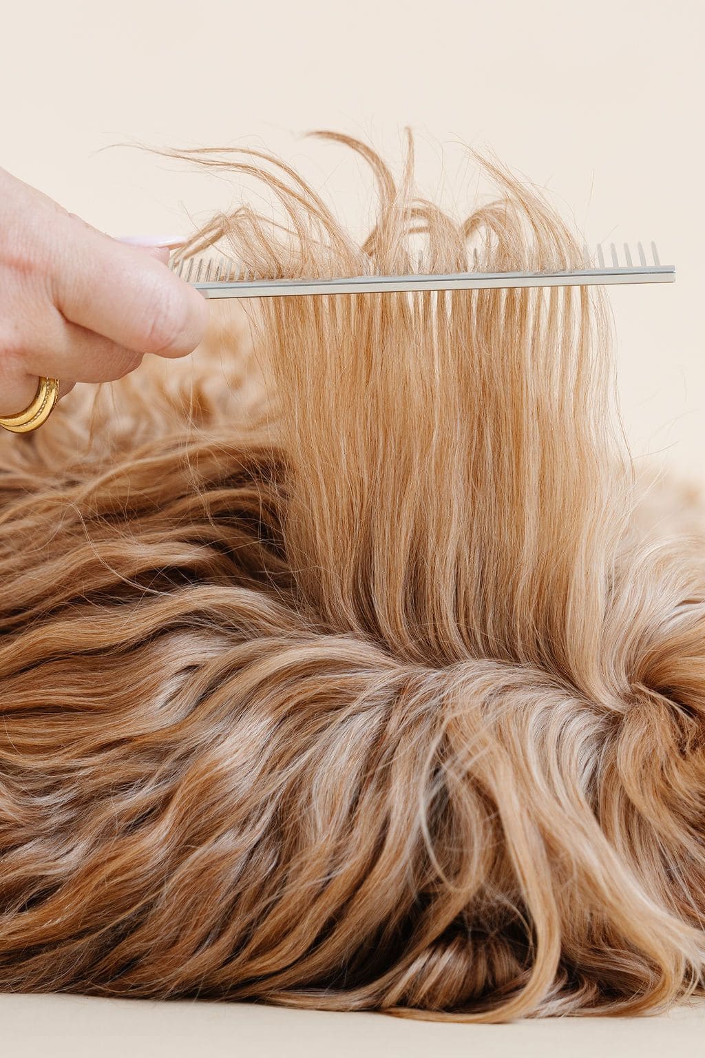 Many Use Dog Hair to Build Bird Nests. Here's Guide: