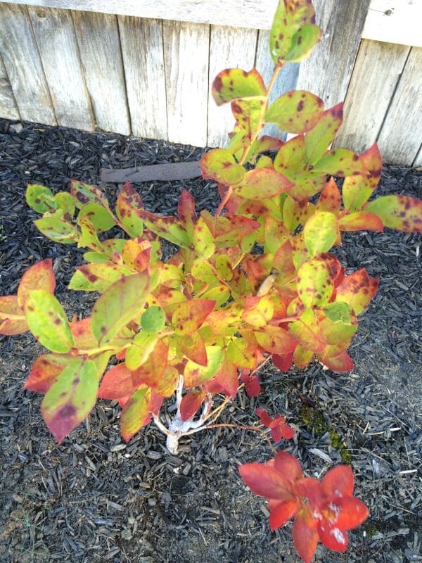 Why Pine Needles Are the Best Mulch for Blueberries