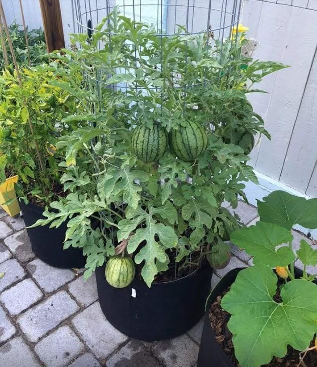 Container Cage Watermelon Trellis