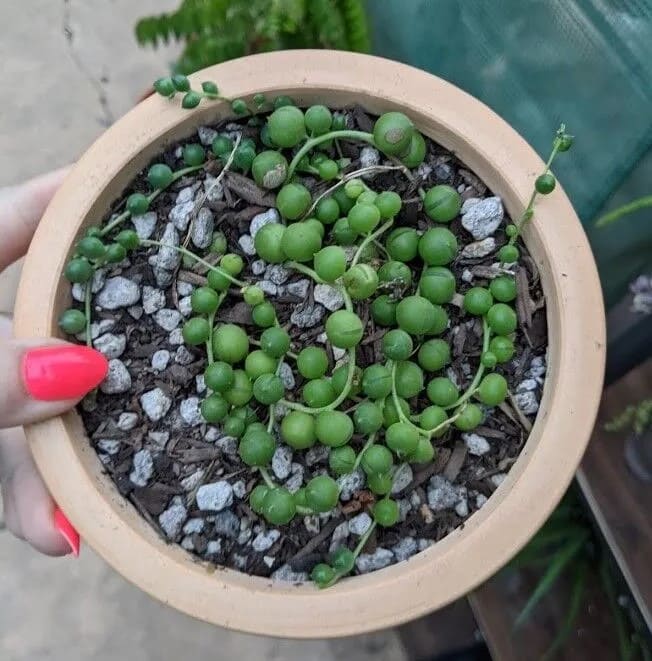 10 Secrets to Growing Long, Cascading String of Pearls Vines