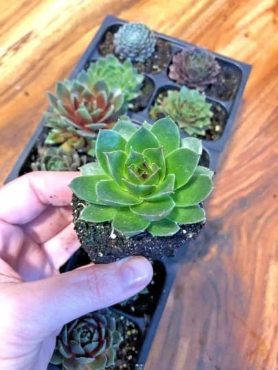 9 Secrets to Force Your Sempervivum to Produce More Pups