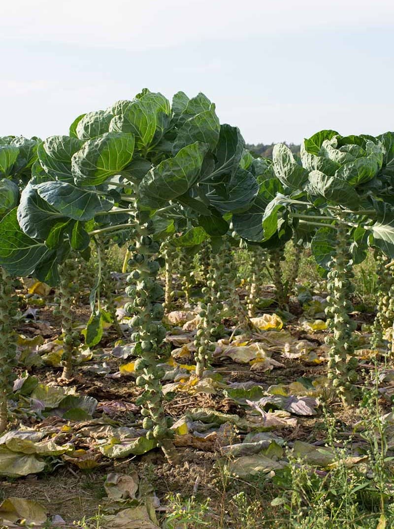 9 Proven Tips to Harvest Tons of Brussels Sprouts