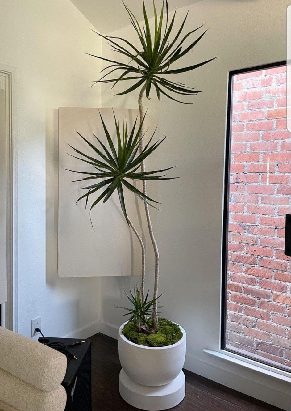 10 Indoor Plants You Should Never Grow in Front of Windows