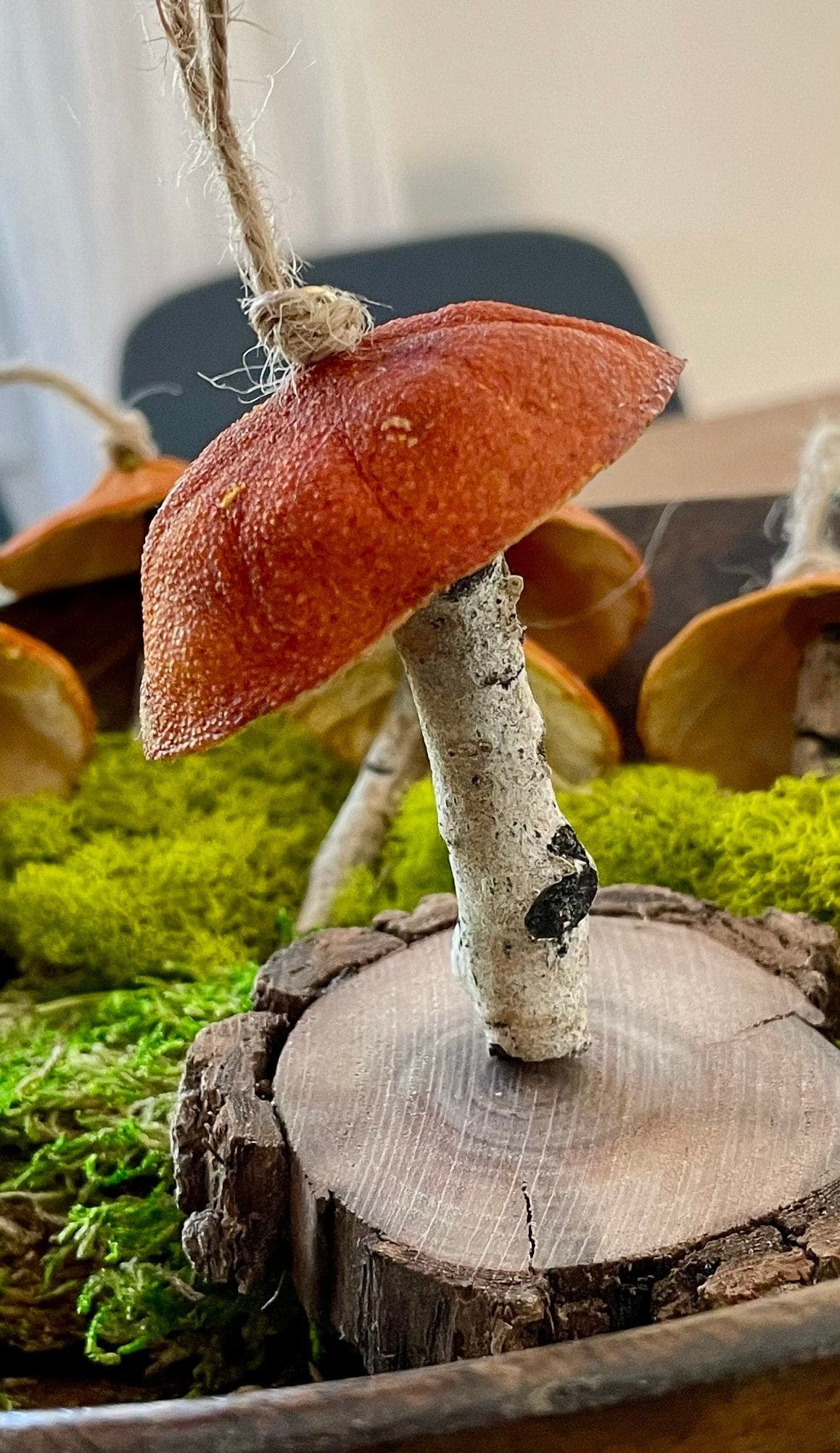 Dried Orange Peel Woodland Mushroom