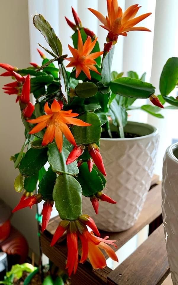 10 Succulents That Beautifully Bloom in Shade