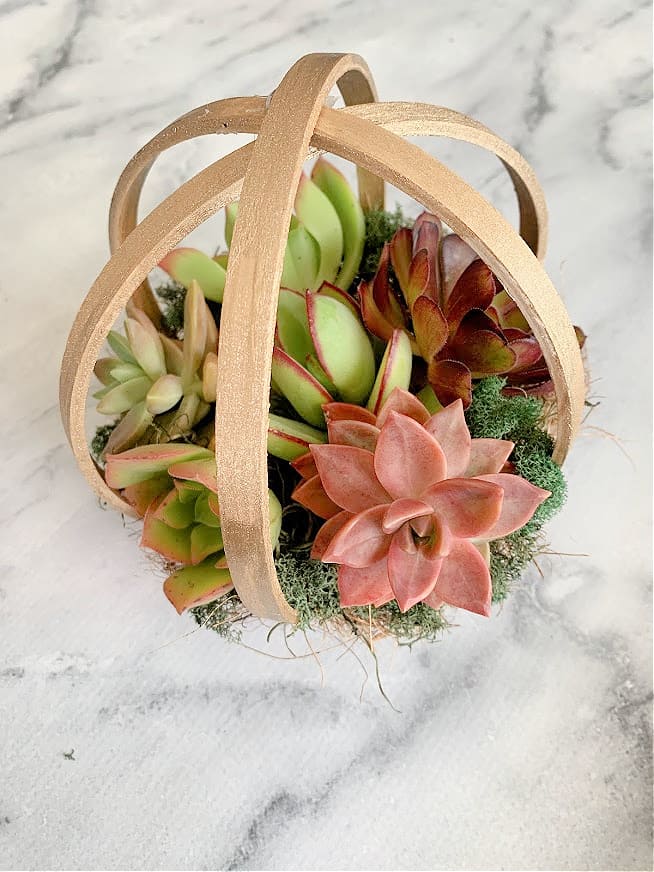 Embroidery Hoop Succulent Planter 1