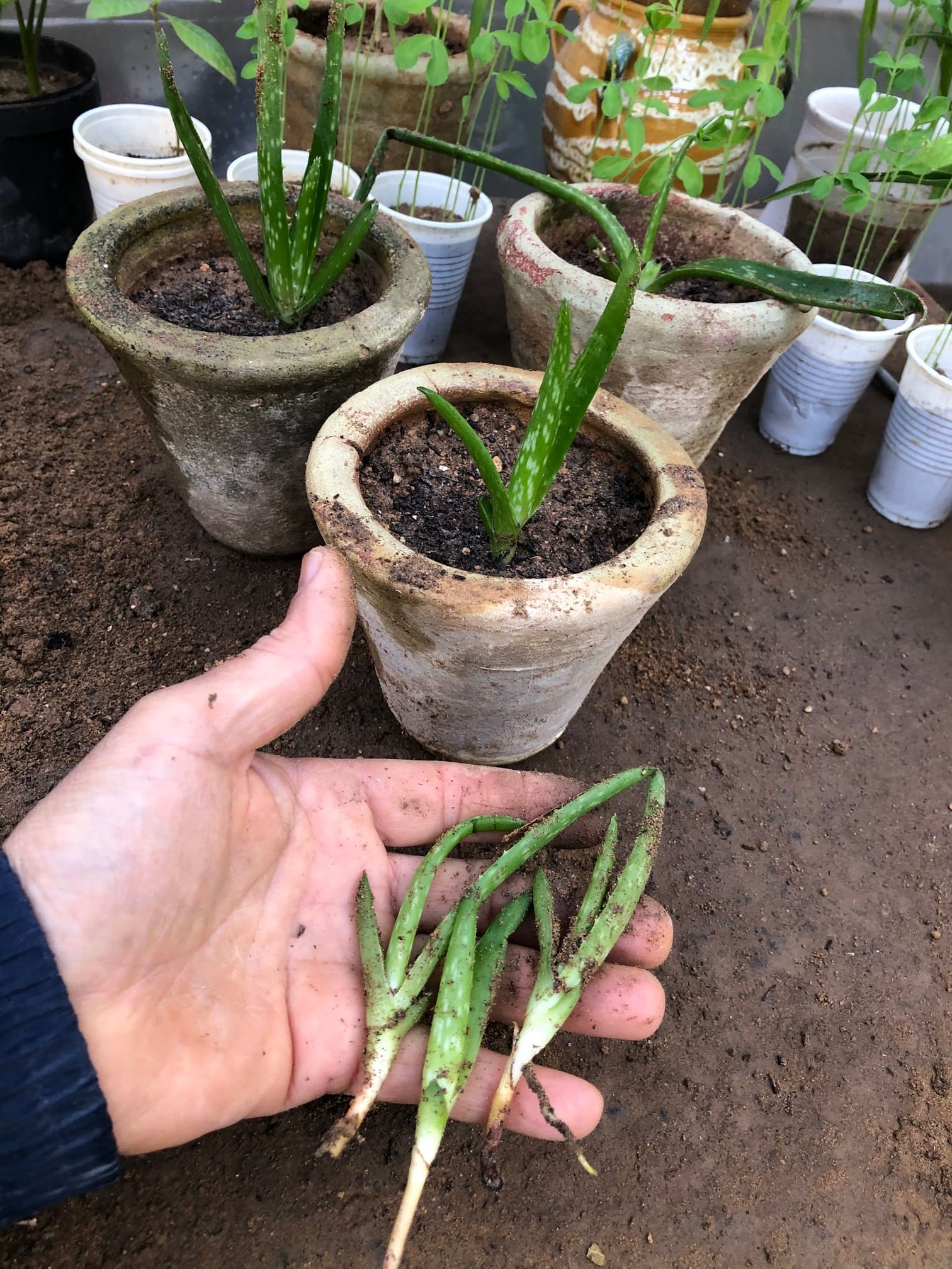 9 Steps to Make Your Aloe Vera Lush and Bushy