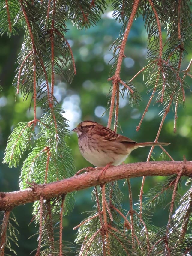 Spotting This Hanging Case on Your Tree? It’s a Bagworm and Here’s What to Do