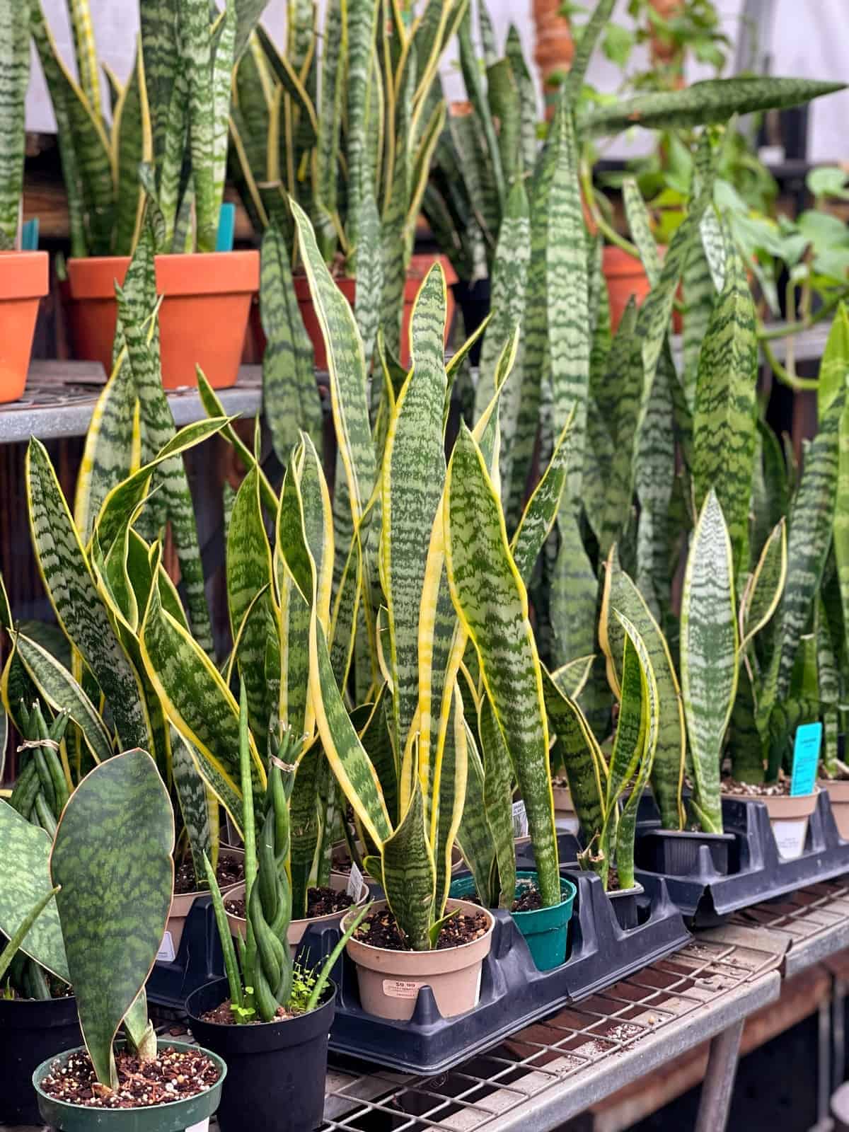 10 Must-Know Tips to Fertilize Your Snake Plant Without Harming It