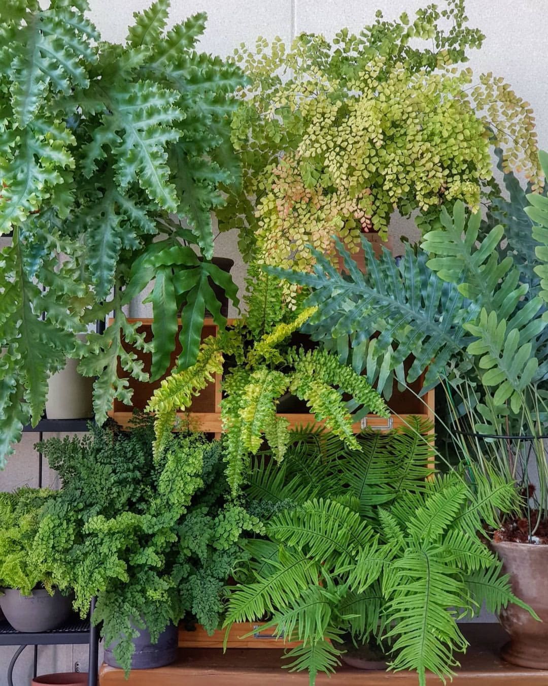 10 Plants You Should Never Treat with Neem Oil