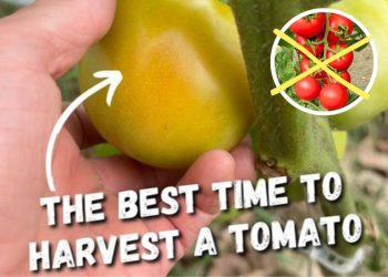 Why the Breaker Stage Is the Smartest Time to Harvest Tomatoes