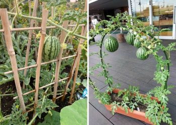 15 Watermelon Trellis Ideas to Save Space and Grow Bigger Harvests