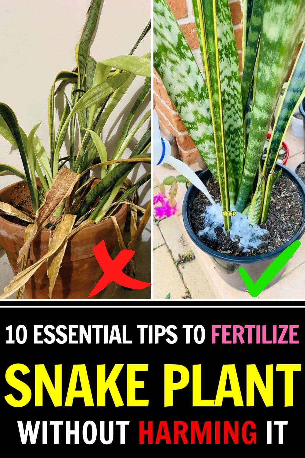 10 Must-Know Tips to Fertilize Your Snake Plant Without Harming It