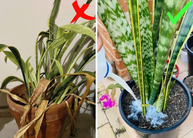 Watering spider plant how often and how much is needed
