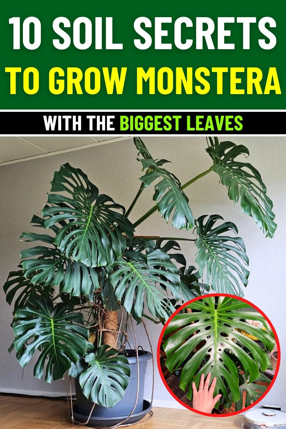 10 Soil Secrets for Growing Monstera With The Biggest Leaves