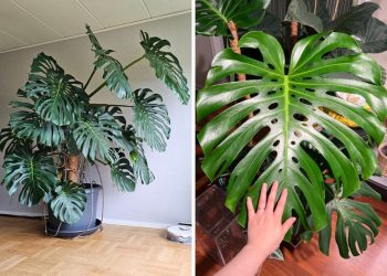 10 Soil Secrets for Growing Monstera With The Biggest Leaves