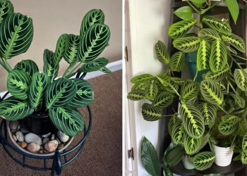 10 Tips to Grow a Gorgeous Prayer Plant Like a Pro