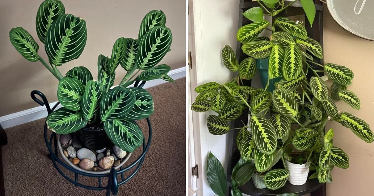 10 Tips to Grow a Gorgeous Prayer Plant Like a Pro