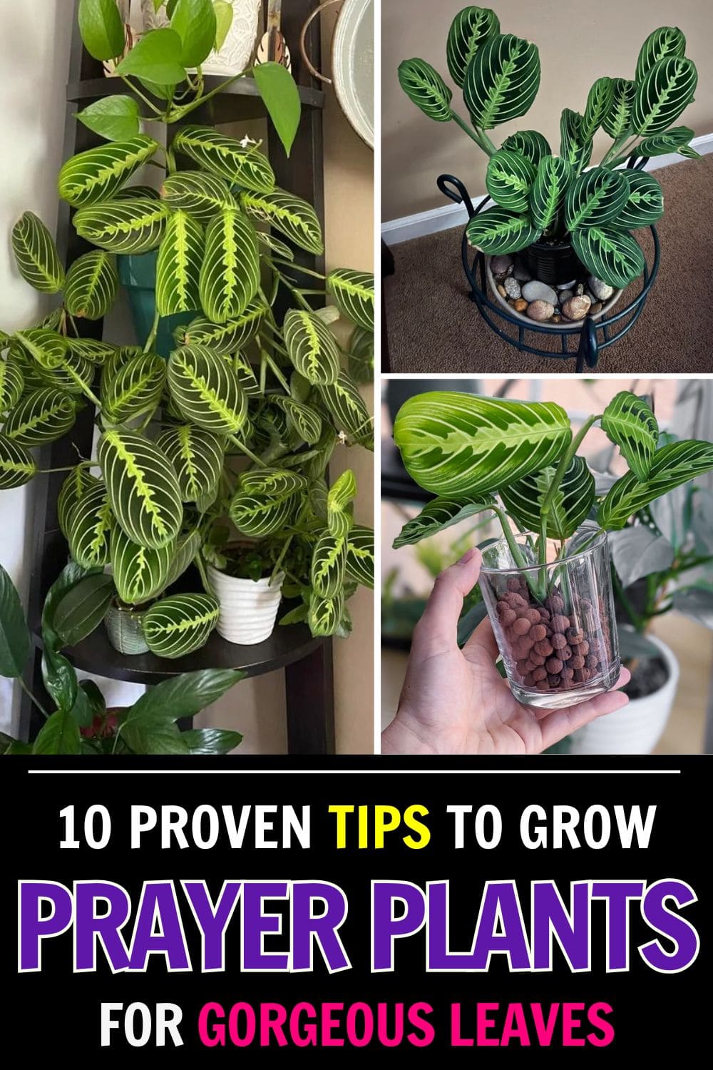 10 Tips to Grow a Gorgeous Prayer Plant Like a Pro