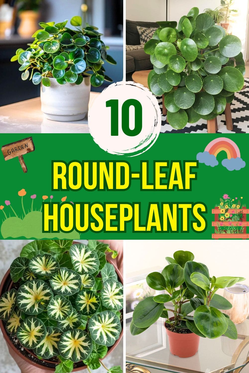 10 Beautiful Round-Leaf Houseplants to Brighten Your Home