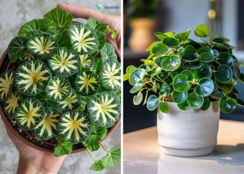 10 Beautiful Round-Leaf Houseplants to Brighten Your Home