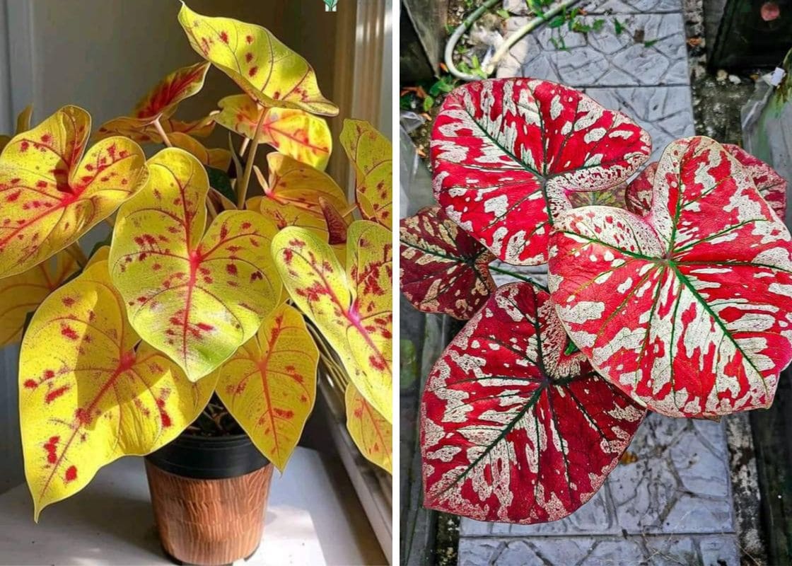 10 Tips for Growing Stunning Caladiums Gardeners Won’t Tell You