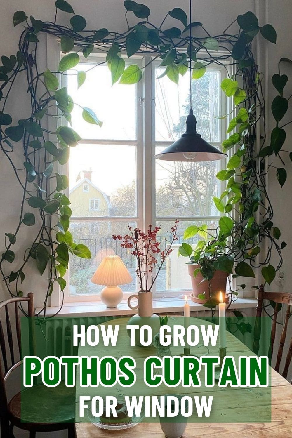How to Grow a Gorgeous Pothos Curtain for Window